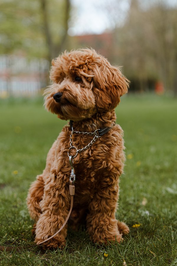 Pet example