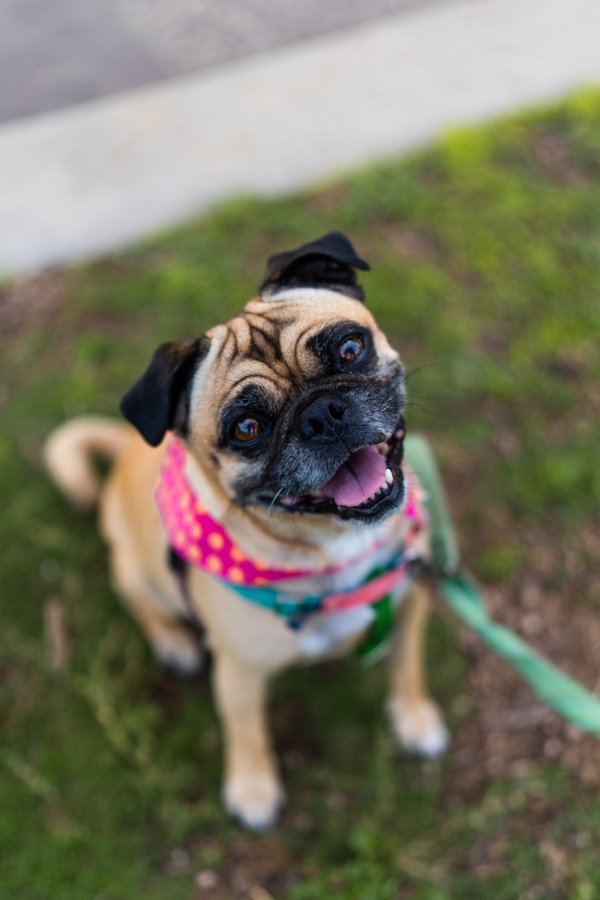 Pet example