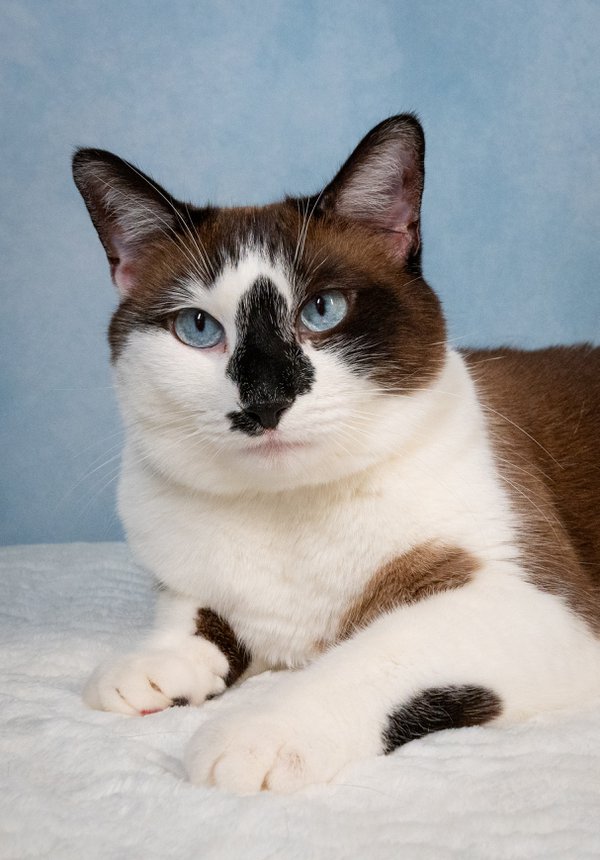 Pet example
