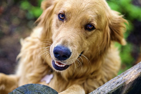 Pet example