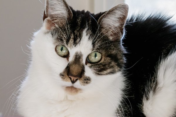 Pet example
