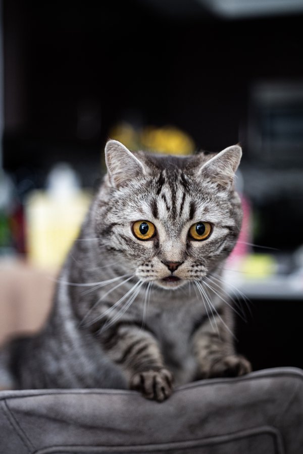 Pet example