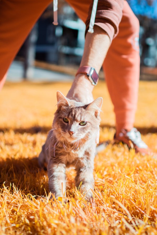 Pet example