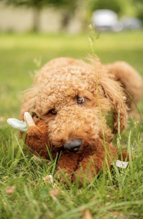 Pet example