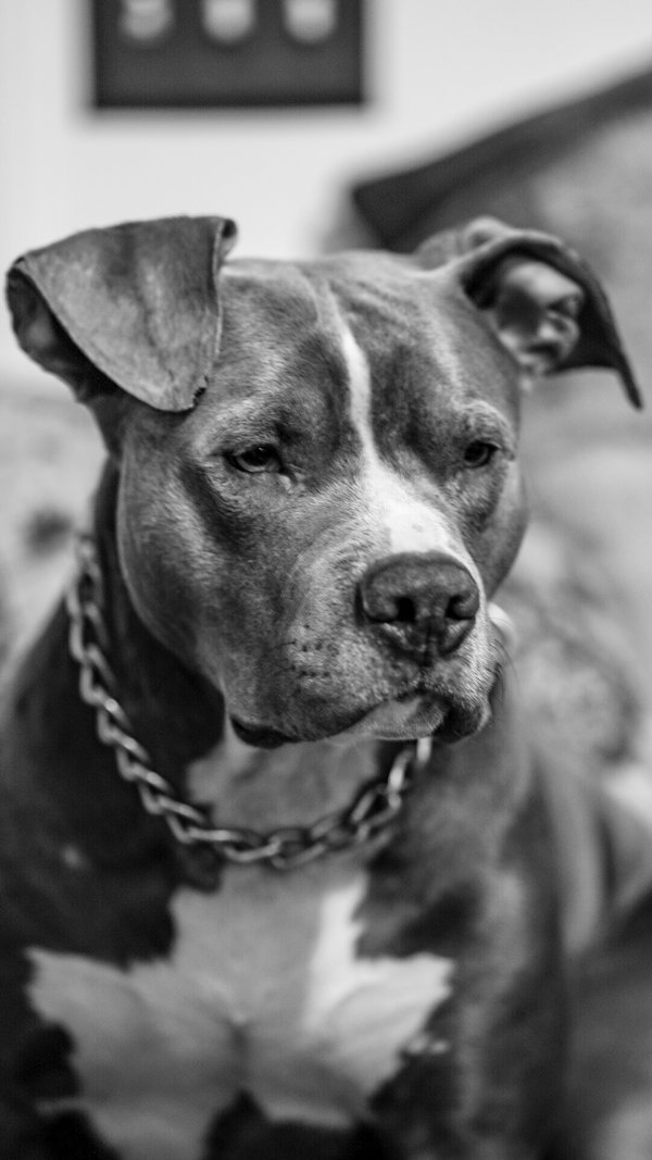 Pet example