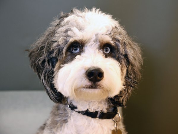 Pet example