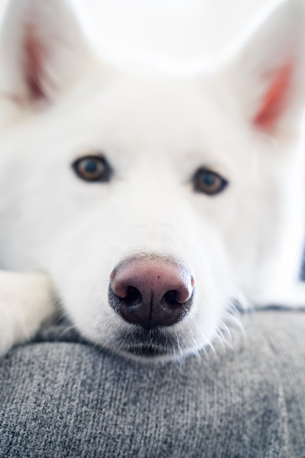 Pet example