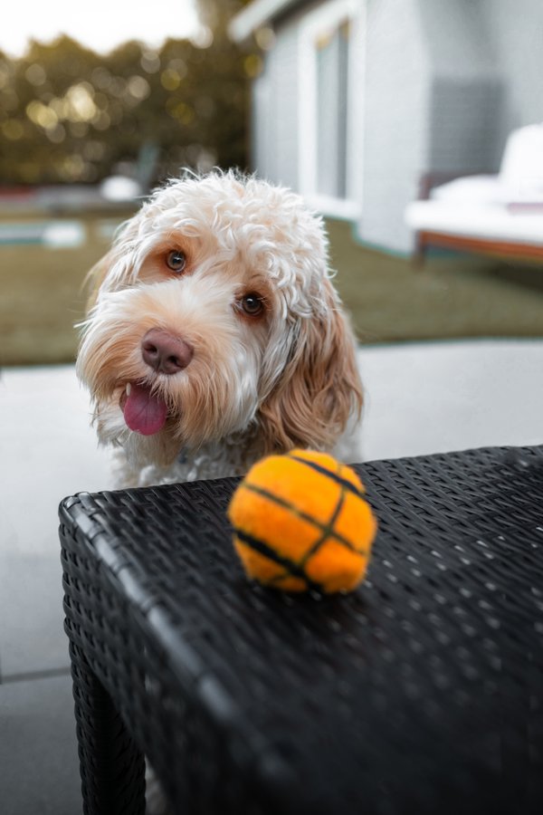 Pet example