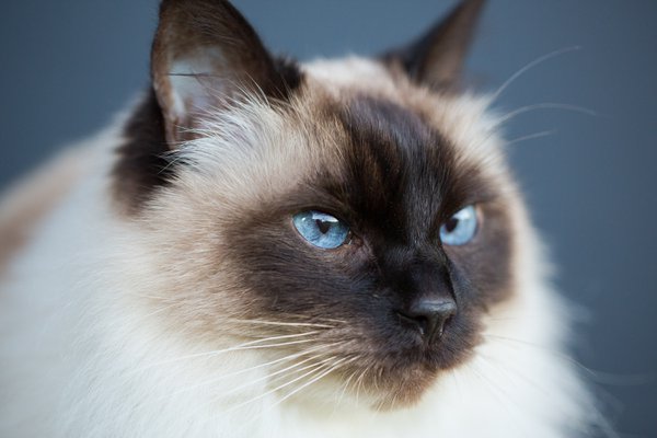 Pet example
