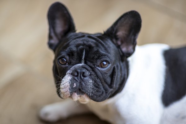 Pet example
