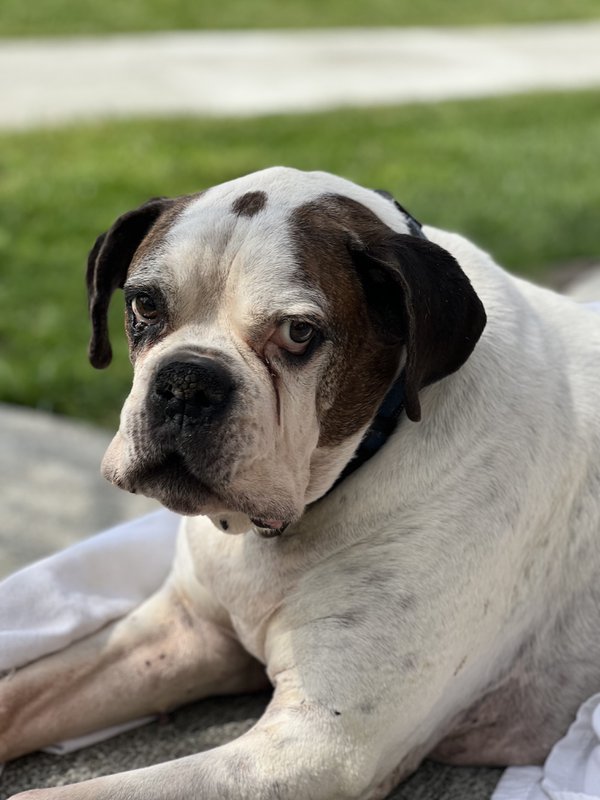 Pet example