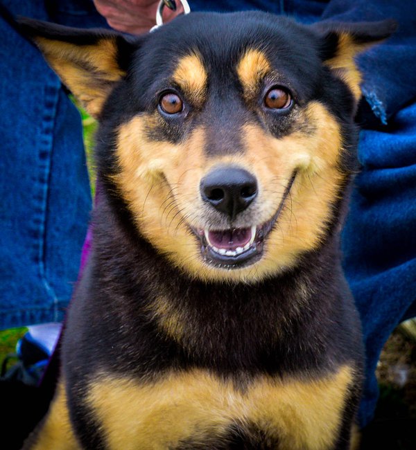 Pet example