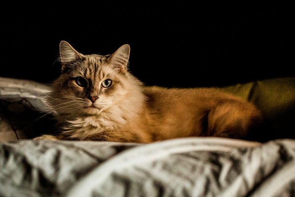 Pet featured sample  in Stillwater