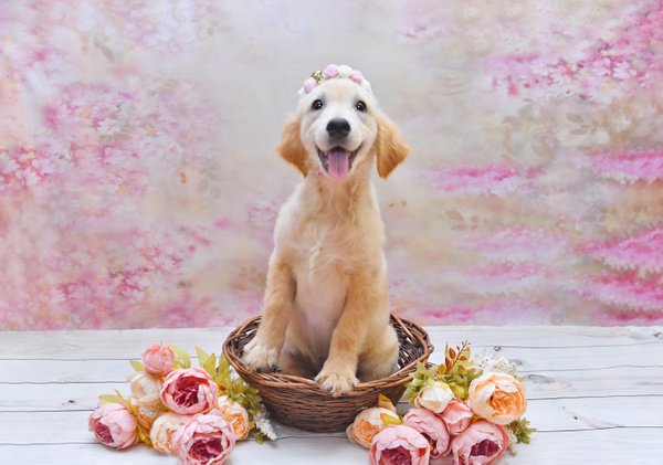 Pet example