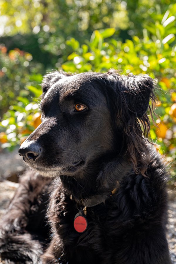 Pet example