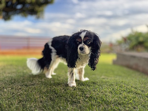 Pet example