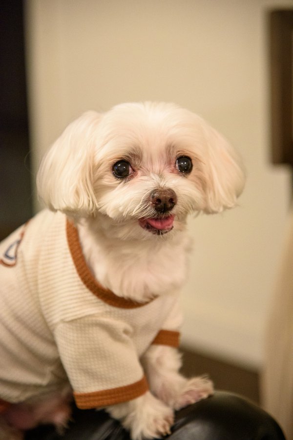 Pet example