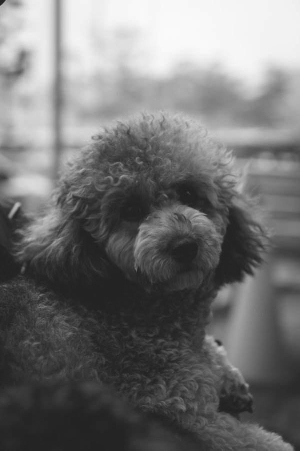 Pet example