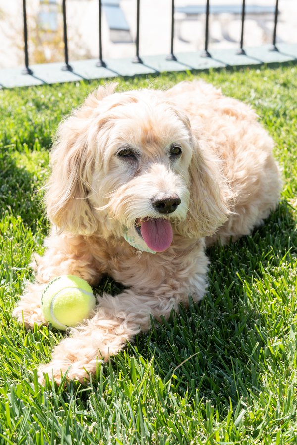 Pet example