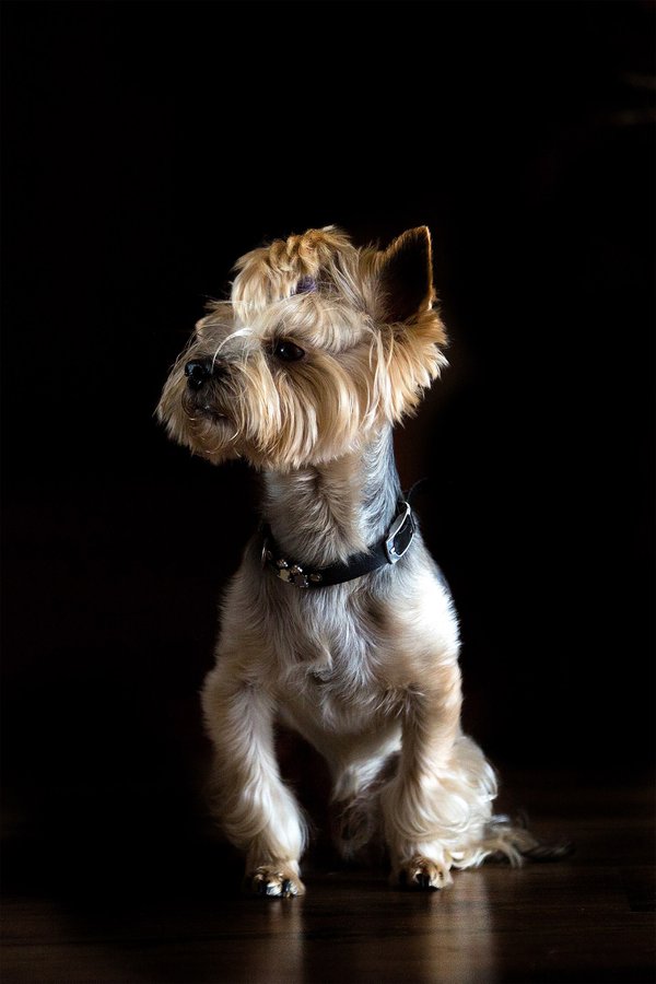 Pet example