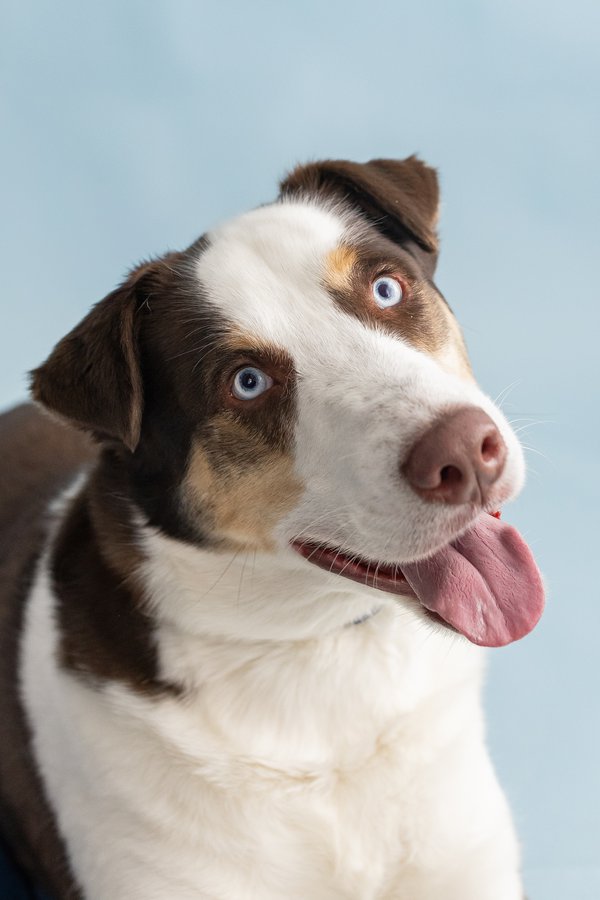 Pet example