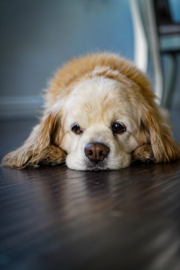 Pet example