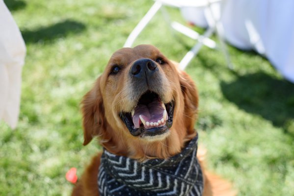 Pet example