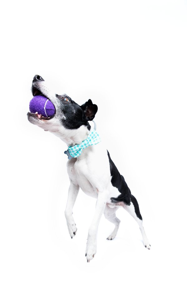 Pet example