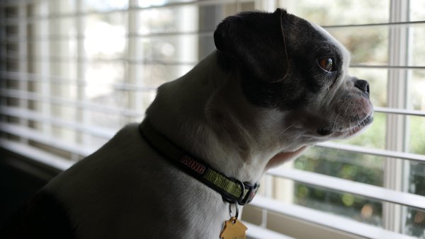 Pet example