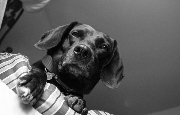 Pet example