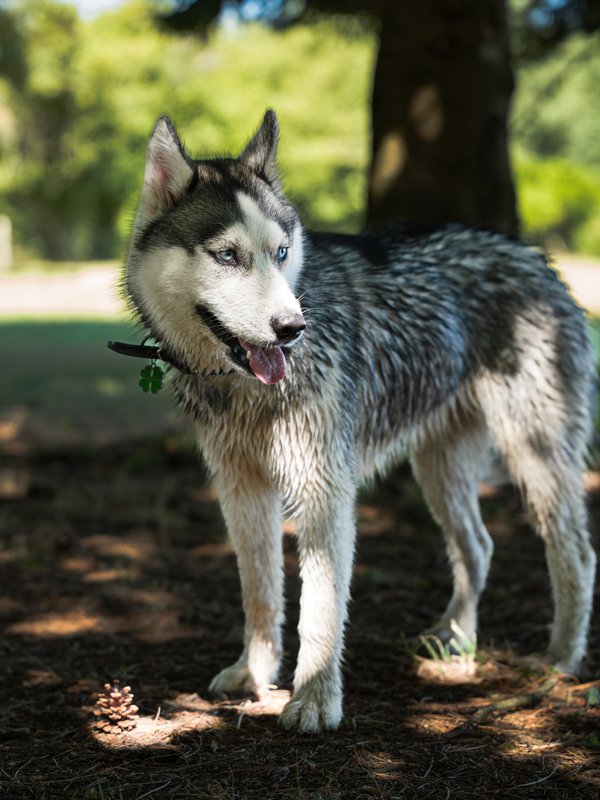 Pet example