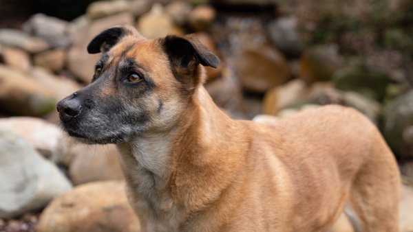 Pet example