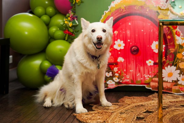 Pet example