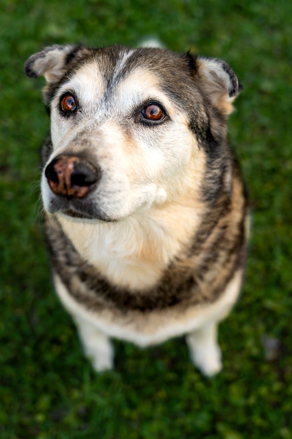 Pet example