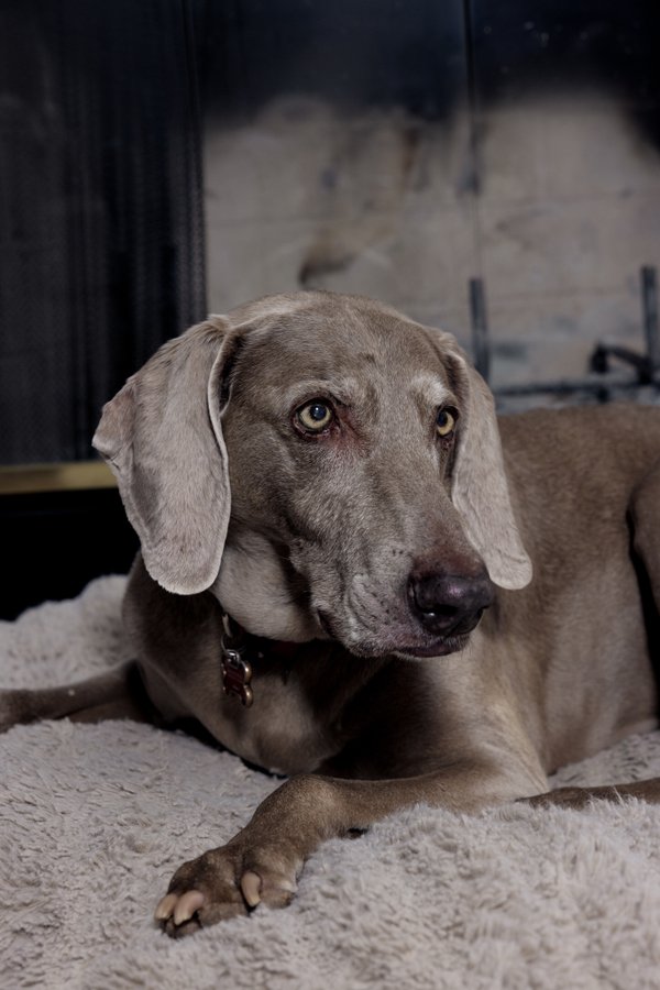 Pet example