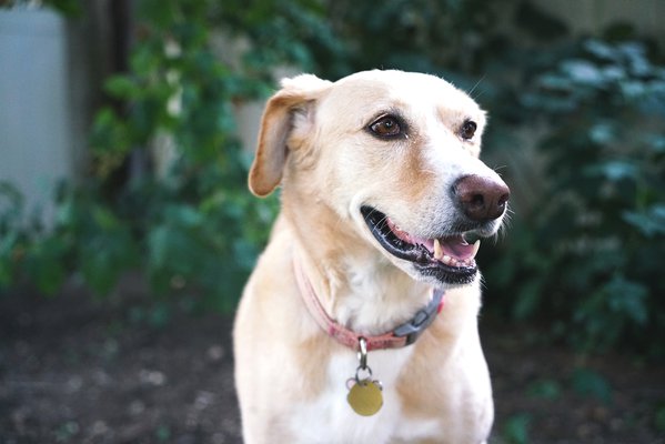 Pet example