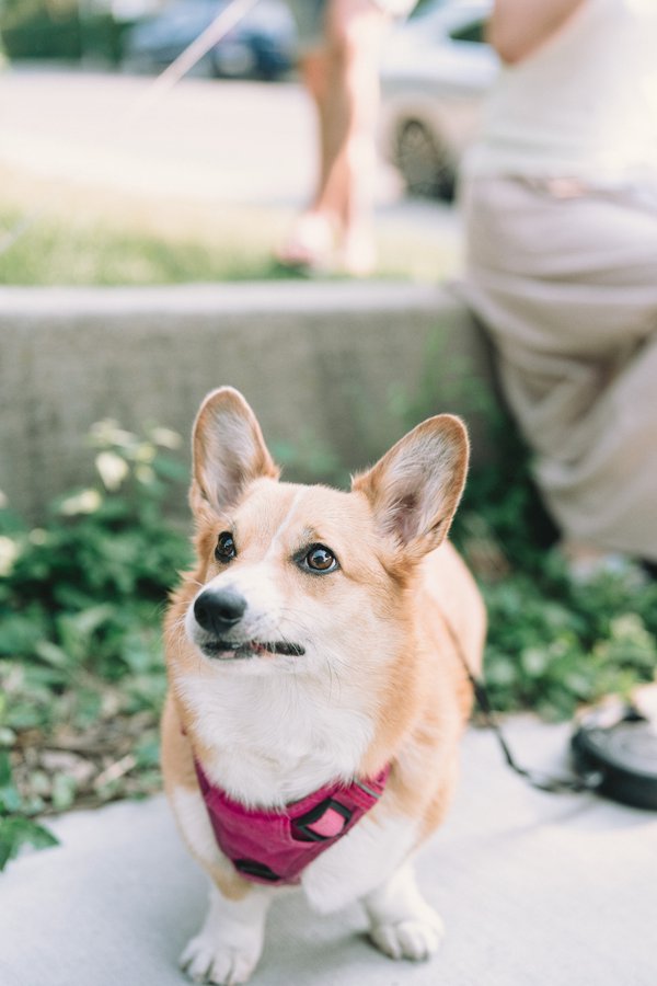 Pet example