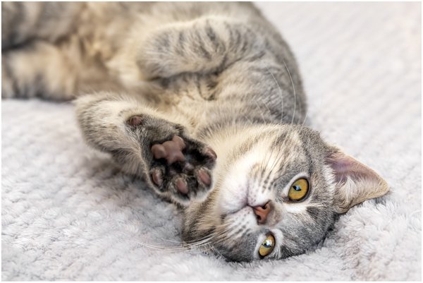 Pet example