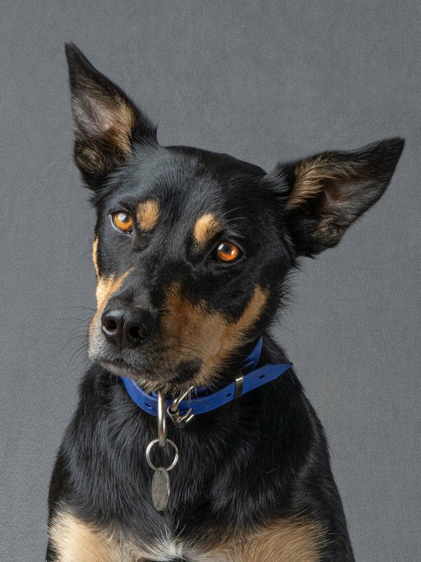Pet example