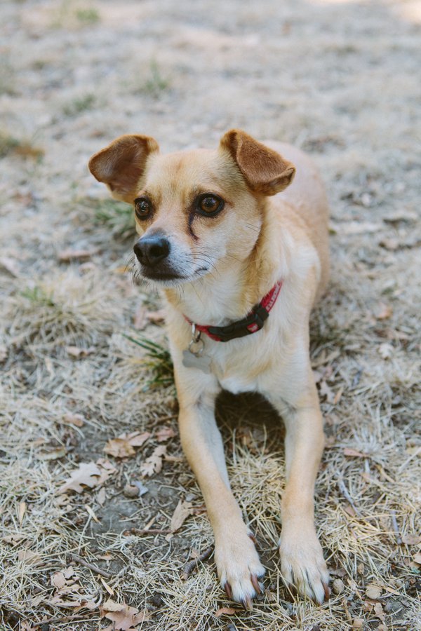 Pet example