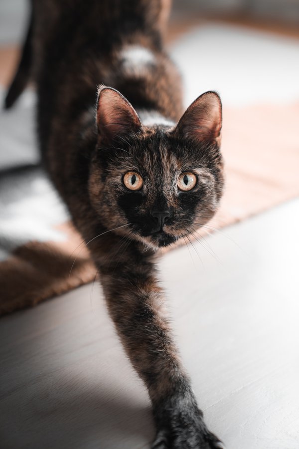Pet example