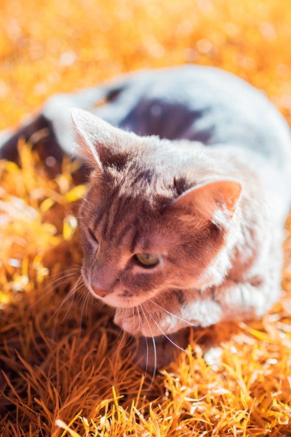 Pet example