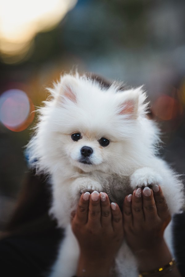 Pet example