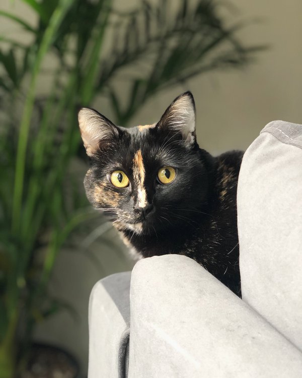 Pet example