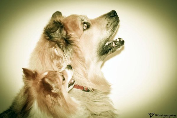 Pet example