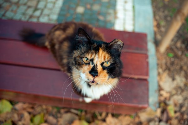 Pet example
