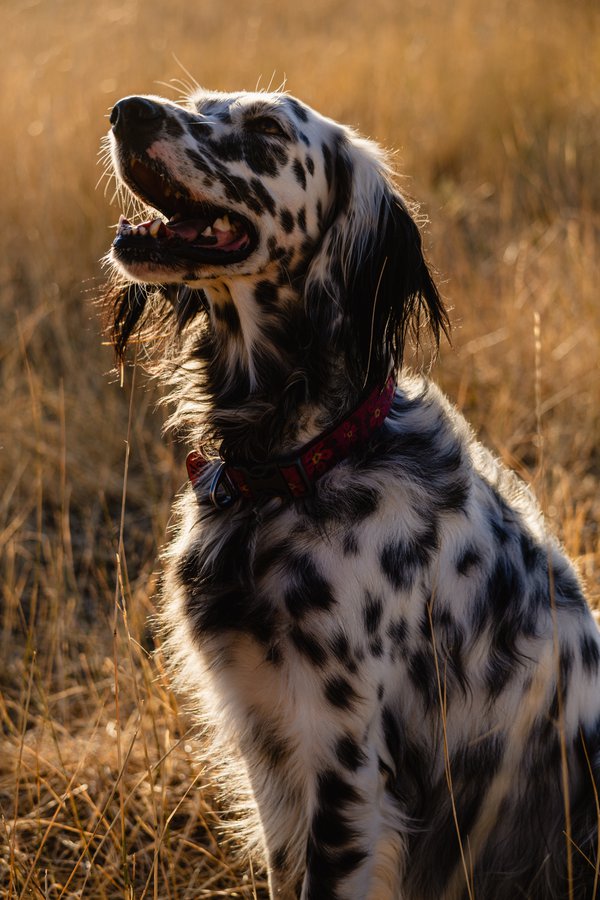Pet example