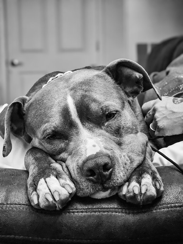 Pet example