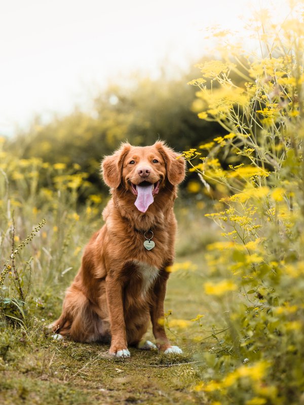 Pet example