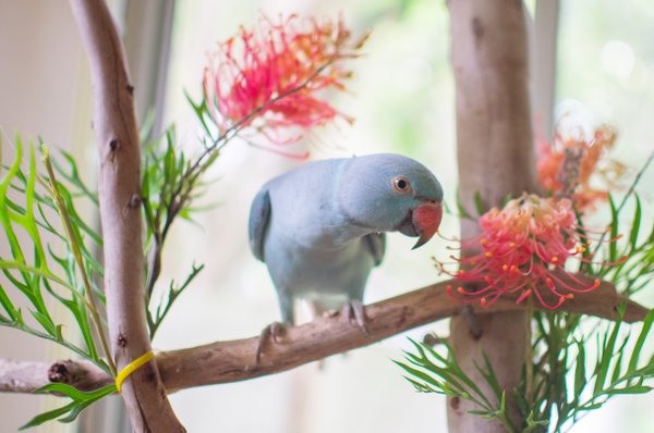Pet example